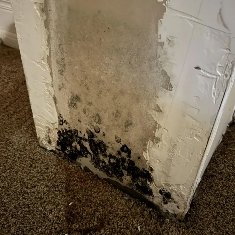 Professional Mold Removal in Silver Lake, WI